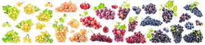 Cabernet Franc, Chenin, Pinot Noir, Chardonnay, Cabernet Sauvignon and Gamay grape varieties